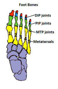 Foot Bones