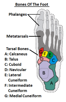 Foot Bones