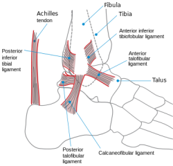 Foot and Ankle Anatomy Explained Biology Diagrams