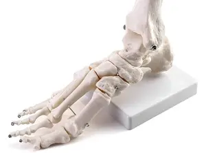 ankle foot bones 450 opt oct 25