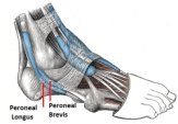 Peroneal tendonitis is another common cause of lateral foot pain