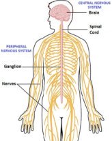 Numb feet develop when there is a communication problem between the central and peripheral nervous system