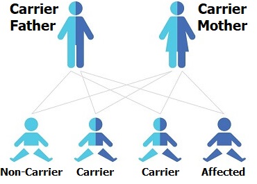 Autosomal recessive inheritance for charcot-marie-tooth disease Autosomal recessive inheritance for charcot-marie-tooth disease