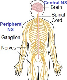 Foot Nerve Endings Chart