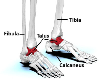 Hindfoot Foot Anatomy: The ankle joint comprises of the tibia, fibula and talus bones, the subtalar joint is between the talus and the calcaneus