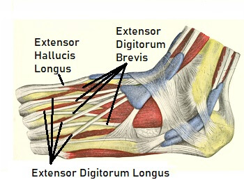 Anatomy Stock Images  ankle-movements-plantar-flexion-dorsal