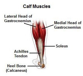 Stretching Exercises for Soleus and Calf Muscles