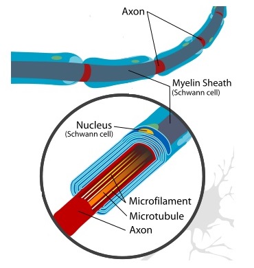 Diagram of a neuron.  In Charcot Marie Tooth disease, there can be problems with the myelin sheath or the axon affecting how nerve impulses transmit Diagram of a neuron.  In Charcot Marie Tooth disease, there can be problems with the myelin sheath or the axon affecting how nerve impulses transmit
