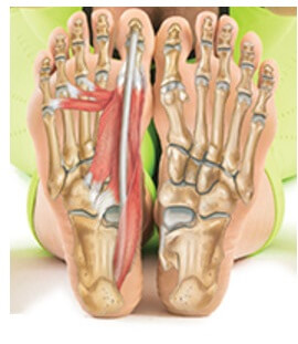 Foot And Ankle Anatomy Bones Muscles Ligaments Tendons