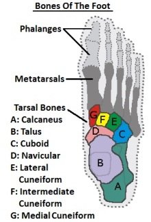 Diagrama mostrando os ossos do meio dos pés vistos de cima