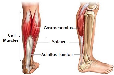 Gastrocnemius Muscle Anatomy Injuries Foot Pain Explored Gastrocnemius Muscle Anatomy Injuries Foot Pain Explored