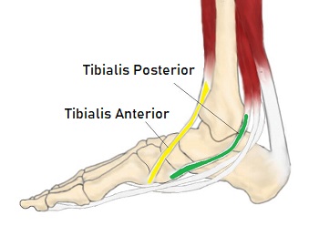 medial ankle ligaments