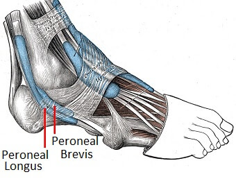 Fascias of the leg and foot: Anatomy