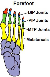 Foot Bones: Anatomy & Injuries - Foot Pain Explored