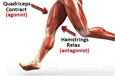 Hoe de hamstrings en quadriceps samenwerken