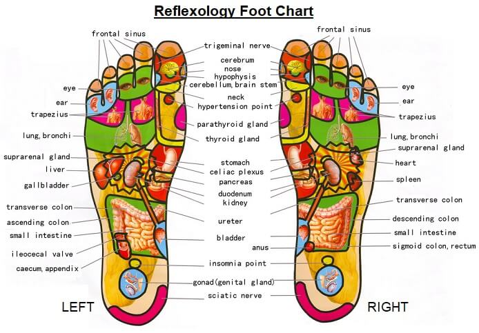 Reflexology Chart Feet Uterus