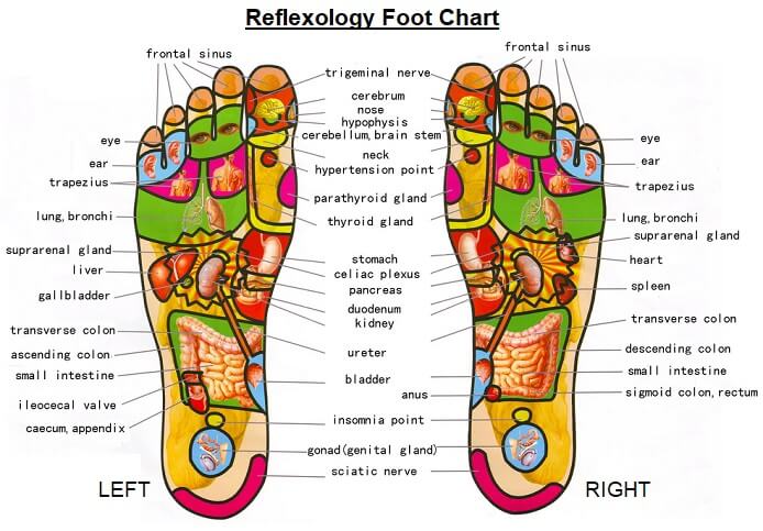 Foot Chart For Body