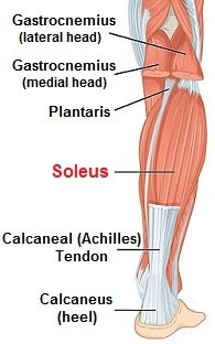 Soleus Muscle of the Calf