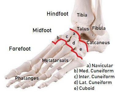 Fortov Arabiske Sarabo fantom Foot Bones: Anatomy & Injuries - Foot Pain Explored