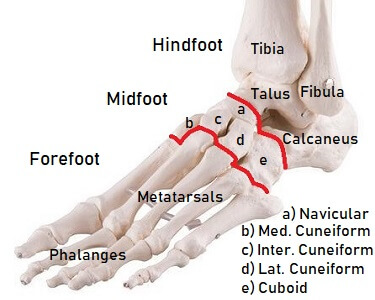 Ball Feet Bone Anatomy