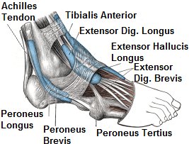 Foot Tendon Chart