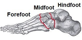 Os ossos do pé são freqüentemente agrupados em 3 seções: antepé, mediopé e retropé