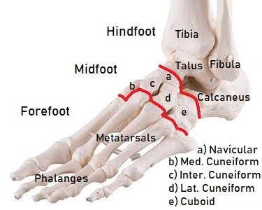 Bone Anatomy Of The Human Foot / Figure 12-34 - The movable, flexible